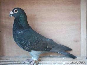 娱乐吃瓜君鸽子